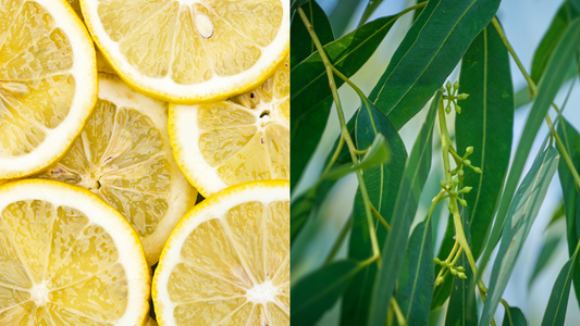 Limonene and Terpineol: A Natural Boost for Weight Control